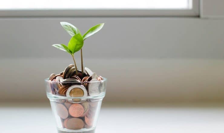 green plant in clear glass cup