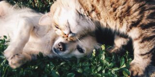 タイのアラーク動物病院はAI搭載のMRI・CTスキャンセンターと新ブランドを立ち上げ【タイ：ペット・サービス】