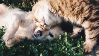タイのアラーク動物病院はAI搭載のMRI・CTスキャンセンターと新ブランドを立ち上げ【タイ：ペット・サービス】
