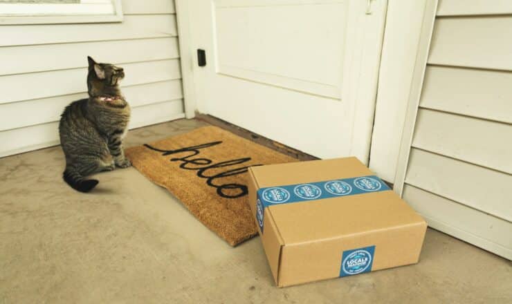 brown tabby cat on brown cardboard box