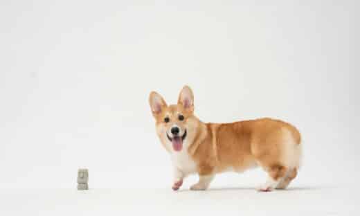 brown and white corgi puppy