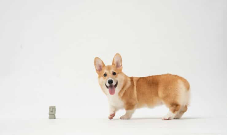 brown and white corgi puppy