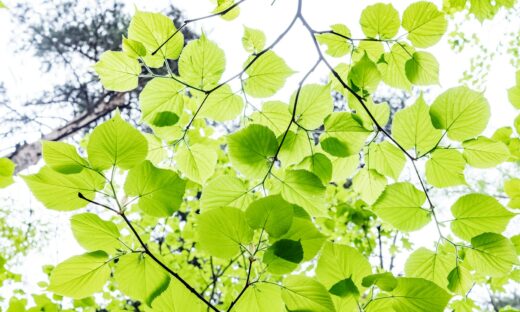green leaves on white and black textile
