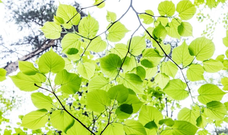 green leaves on white and black textile