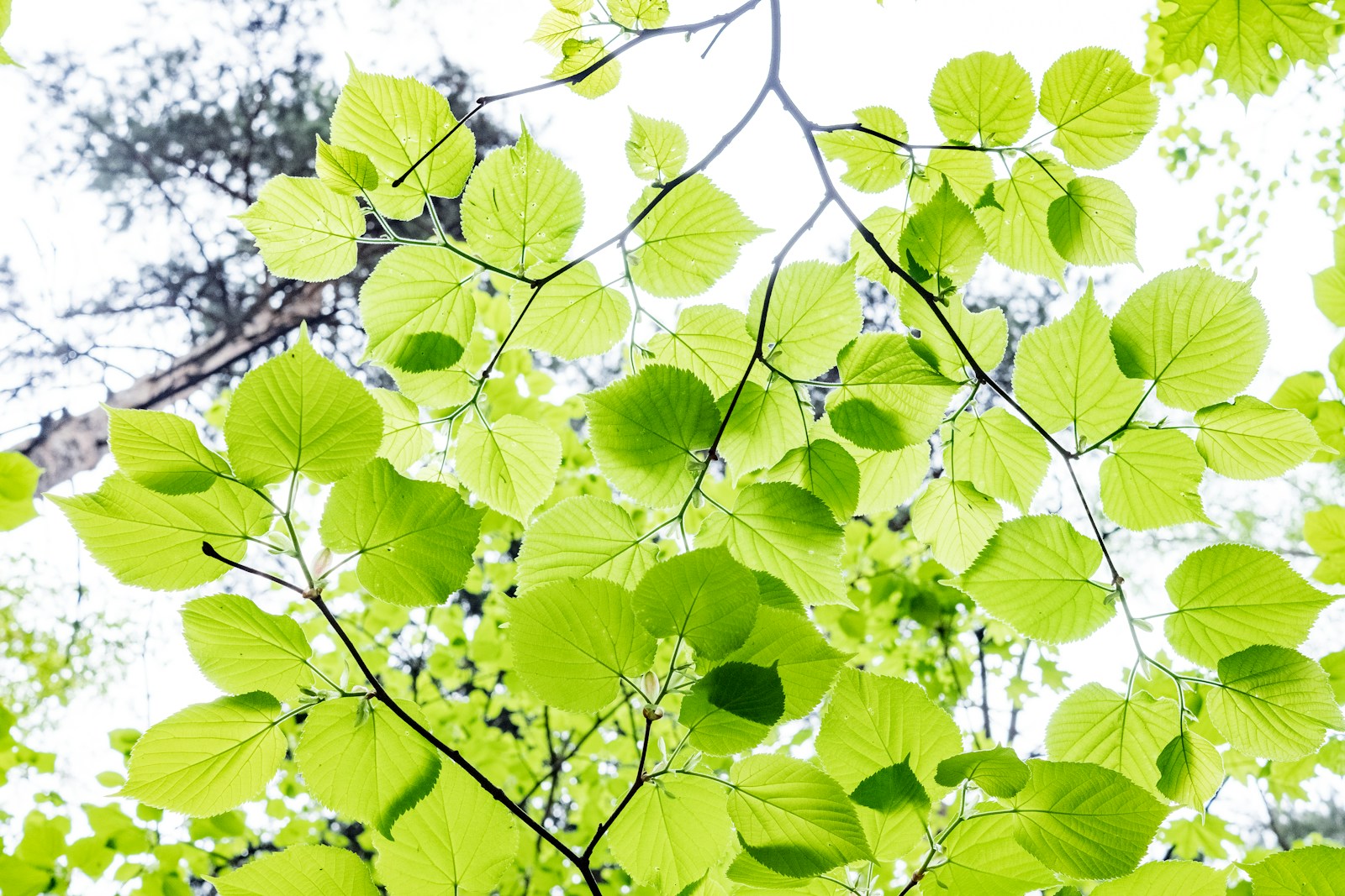 green leaves on white and black textile