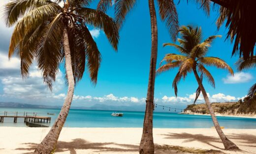 palm tree on beach shore during daytime