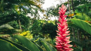 ザ・エラワン・グループ(ERW)は、観光客低迷により2025年第3四半期利益が54%減少【タイ:ホテル業界】