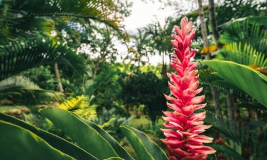 red and green plant during daytime