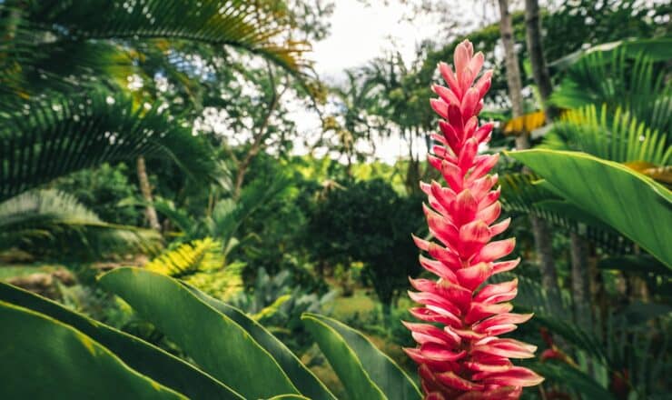 red and green plant during daytime