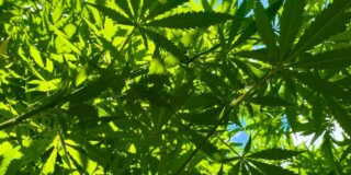 アジア・インターナショナル・ヘンプ・エキスポ＆フォーラム2025(AIHEF 2025)は、タイをアジアの「ヘンプ・マリファナ・クラトム」産業のハブへ【タイ： ヘルスケア関連 】