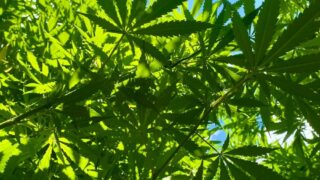 アジア・インターナショナル・ヘンプ・エキスポ＆フォーラム2025(AIHEF 2025)は、タイをアジアの「ヘンプ・マリファナ・クラトム」産業のハブへ【タイ： ヘルスケア関連 】