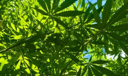 Green cannabis leaves against a bright blue sky.
