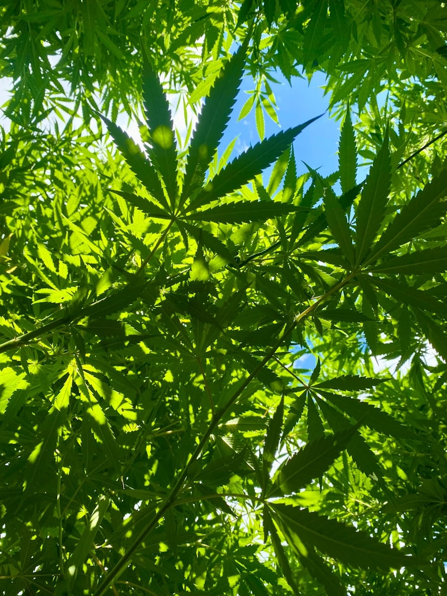 Green cannabis leaves against a bright blue sky.